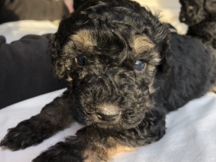 F1B Whoodle Puppies Cork