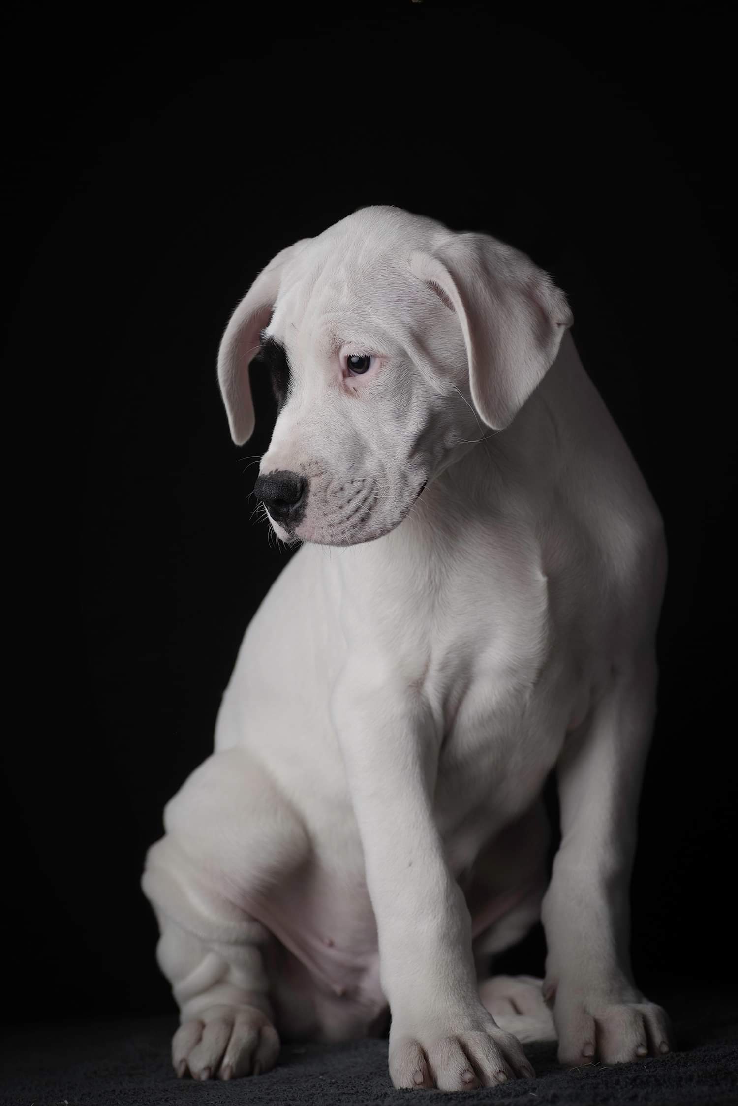 Dogo Argentino puppies - Dogs For Sale Ireland