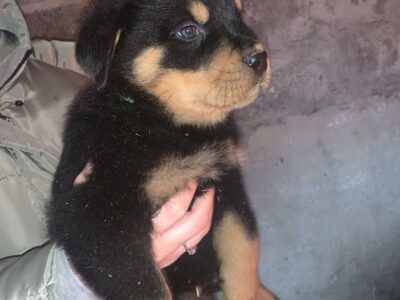 Rottweiler Puppies for Sale in Cork – IKC Registered