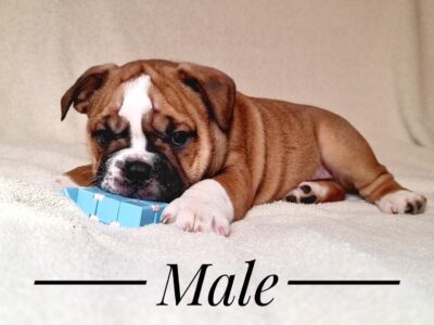 English Bulldog Puppies in Dundalk