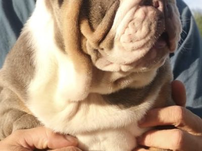 English Bulldog Studs in Nenagh – IKC Registered
