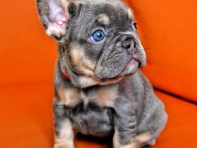 French Bulldogs for Sale in Dublin 12 – ABKC