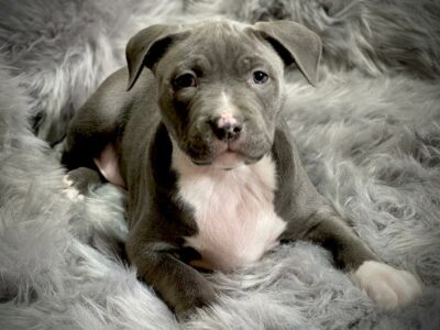 American Bully XL Puppies for Sale in Dublin