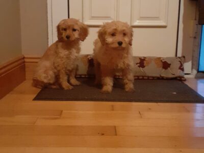 Cavapoo Puppies for Sale in Enniscorthy
