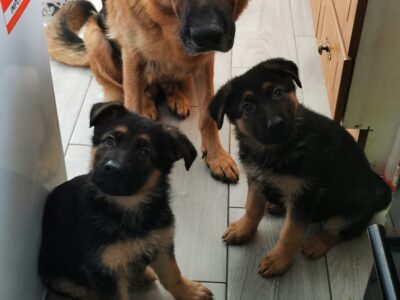 German Shepherd Puppies in Sligo – IKC Registered