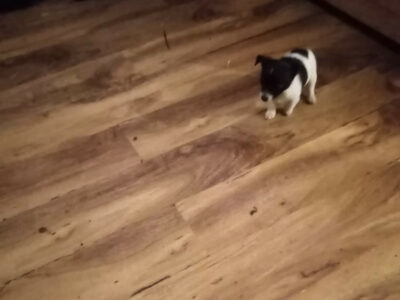 Terrier Puppies for Sale in Limerick