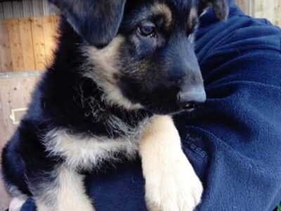 German Shepherd Puppies in Rathangan – IKC Registered