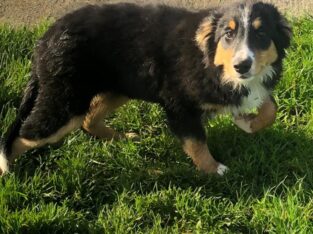 Female Collie for sale