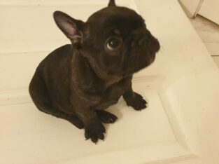 5 Full Breed French Bulldog Pups For Sale