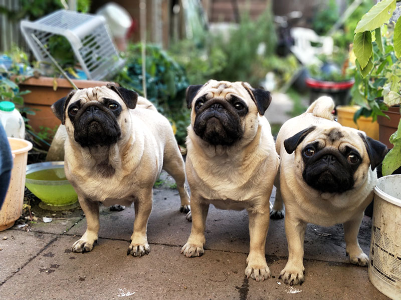 Pugs Requirements Dogs For Sale Ireland