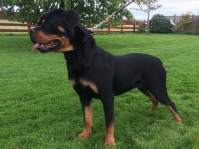 Rottweilers for Sale in Waterford – IKC Reg