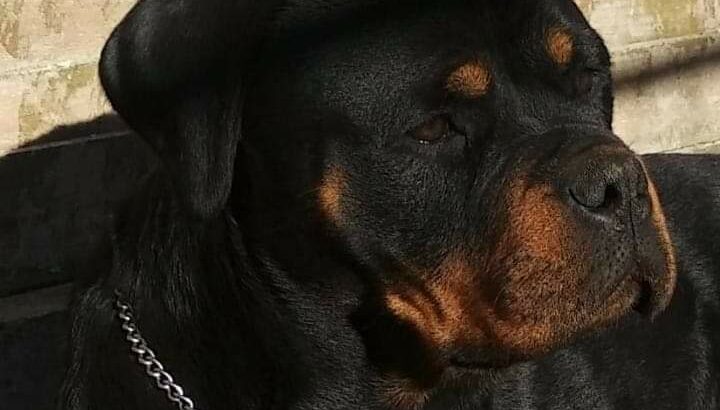 IKC MALE AND FEMALE ROTTWEILERS