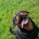 IKC MALE AND FEMALE ROTTWEILERS