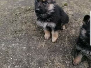 Full breed German shepherd puppies for sale