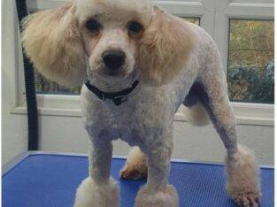 Toy Poodle For Stud