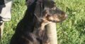 Irish Wolfhound/ Golden Retriever cross Doberman