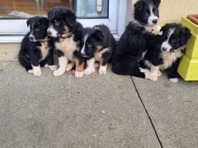 Border Collie Pups for Sale in Wexford