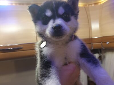 Siberian Husky Puppies for Sale in Dublin