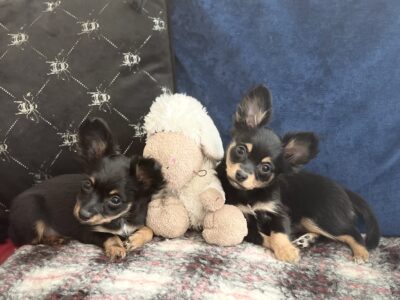 Russian Toy Terrier Puppies in Dublin