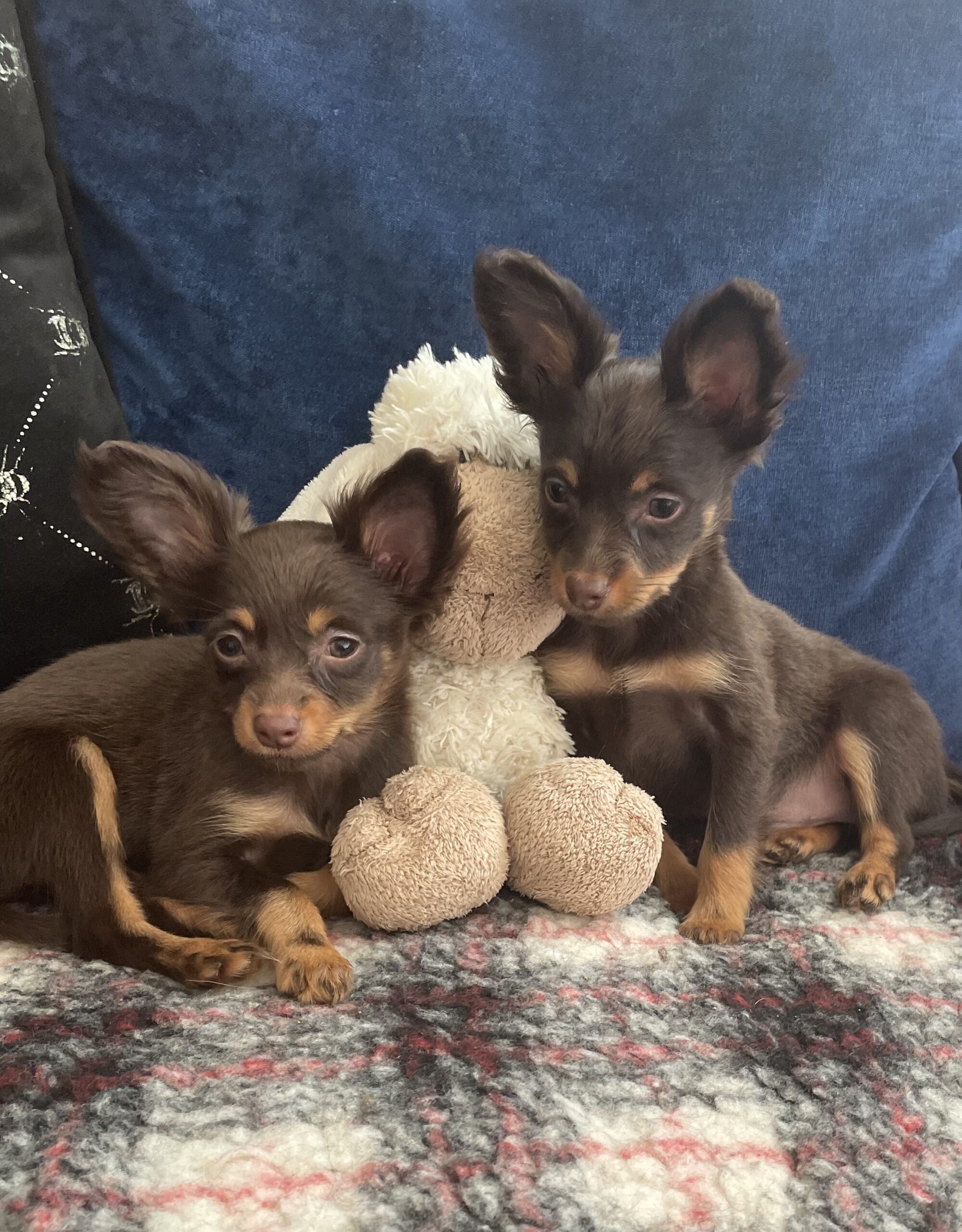 Pedigree Russian Toy Pups Dogs For