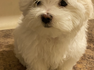 Maltese puppy For Sale – Milo