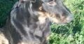 Irish Wolfhound/ Golden Retriever cross Doberman