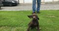 Short Haired German Pointers