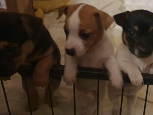 Jack Russell pups