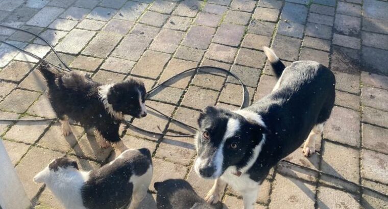 Border collie puppies Meath