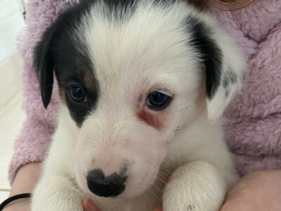 Border Collie Puppies for Sale in Meath