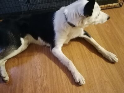 Friendly Border Collie in Donard – Great Family Dog