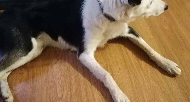 10 month Border Collie looking for a new home