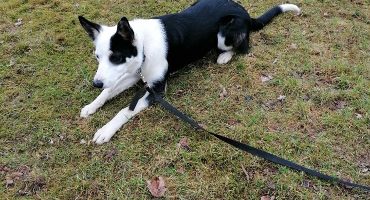 10 month Border Collie looking for a new home