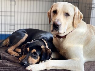 2 lab dogs looking for a new home