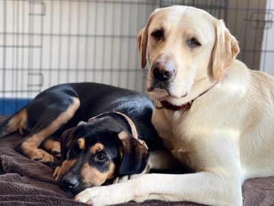 Labrador Duo for Adoption in Clongriffin