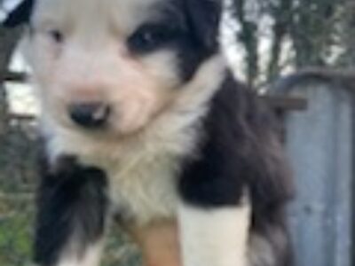 Playful Border Collie Puppies in Co Kildare