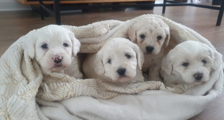 Poochon pups for sale