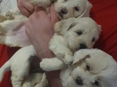 Poochon Puppies for Sale in Limerick City