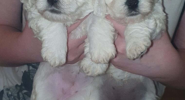 Poochon pups for sale