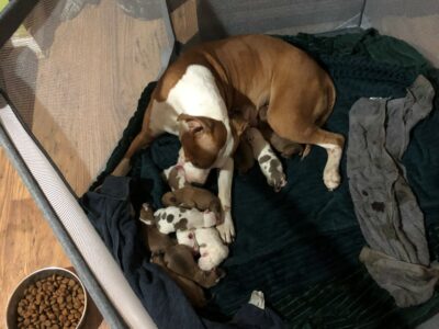 Playful American Staffordshire Terriers in Mullingar