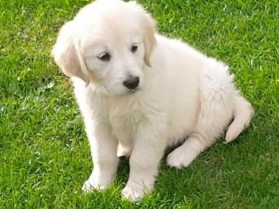 Golden Retrievers in Tuam – Family Raised