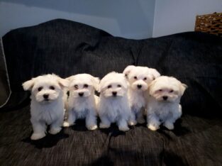 Exceptional Maltese pups