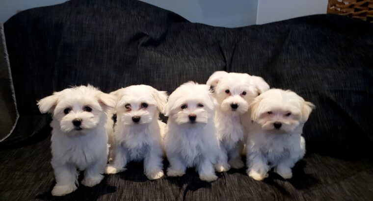 Exceptional Maltese pups