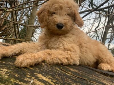 golden doodle puppies for sale in cork