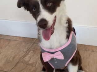 Brown and white border collie
