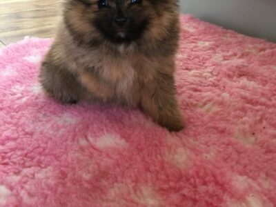 Pomeranian Puppies in Dundrum – Pure Bred