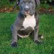 American Bully pup