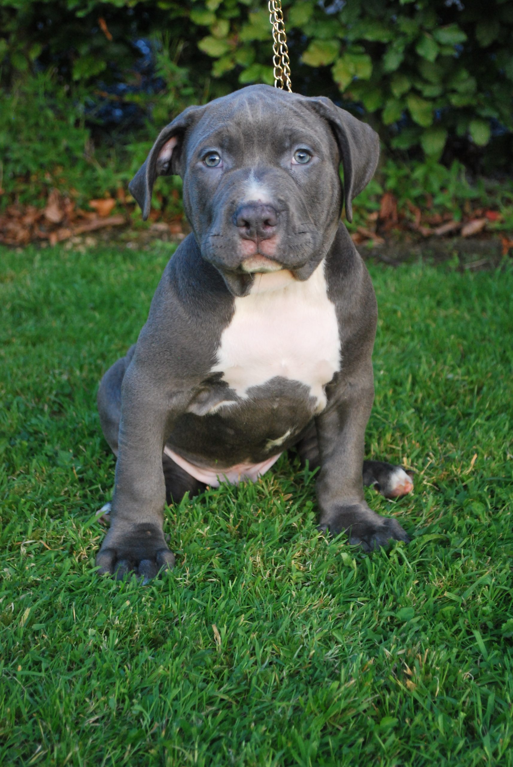 American Bully pup - Dogs For Sale Ireland