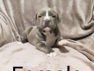 American Bully Puppies in Thurles – Stunning Colors