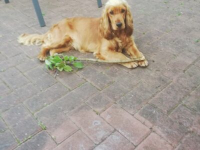 Playful Black Cocker Spaniel Puppy in Leixlip